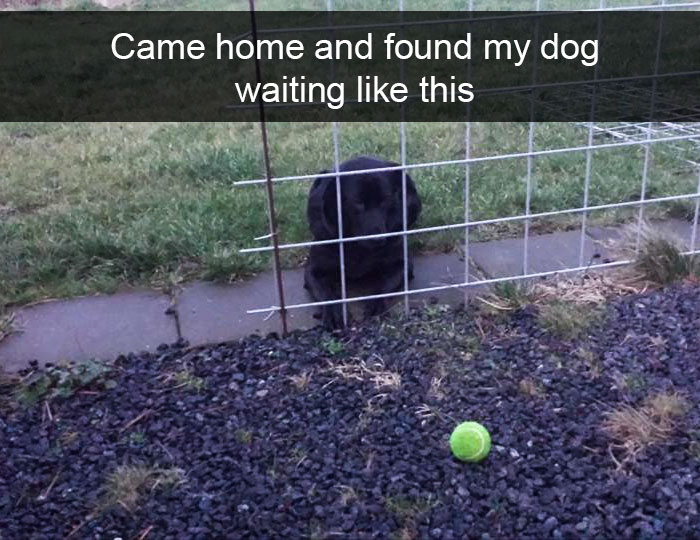 Funny-Dogs-Photos-Snapchats