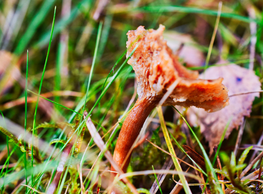 I Take Pictures Of Funky Fungi I Take Pictures Of Funky Fungi