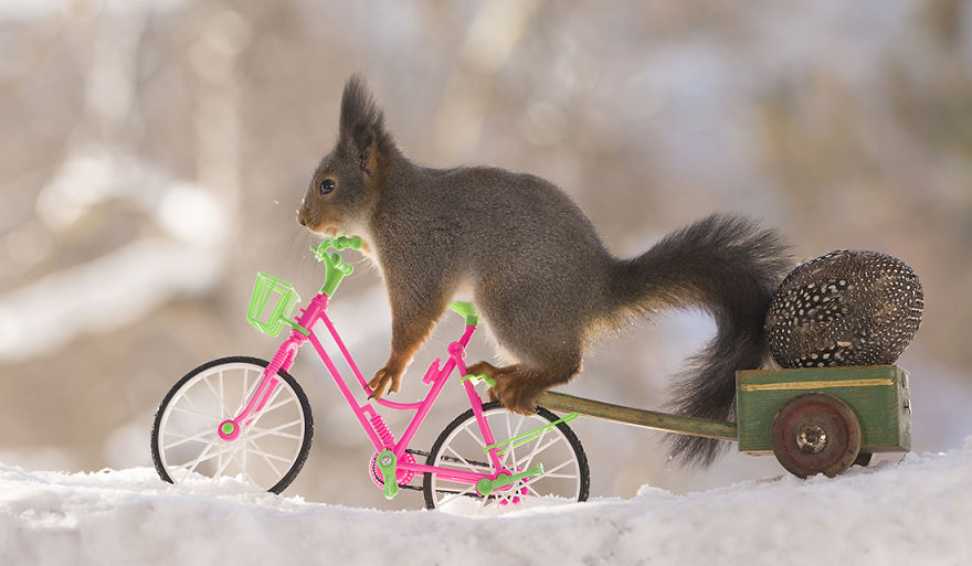 Wild Squirrels Celebrate Easter Wild Squirrels Celebrate Easter