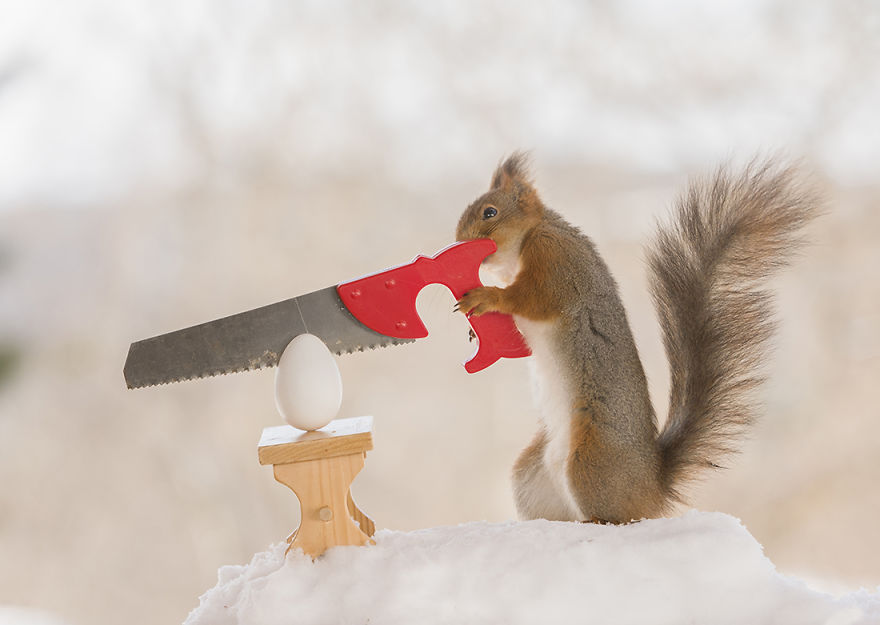 Wild Squirrels Celebrate Easter