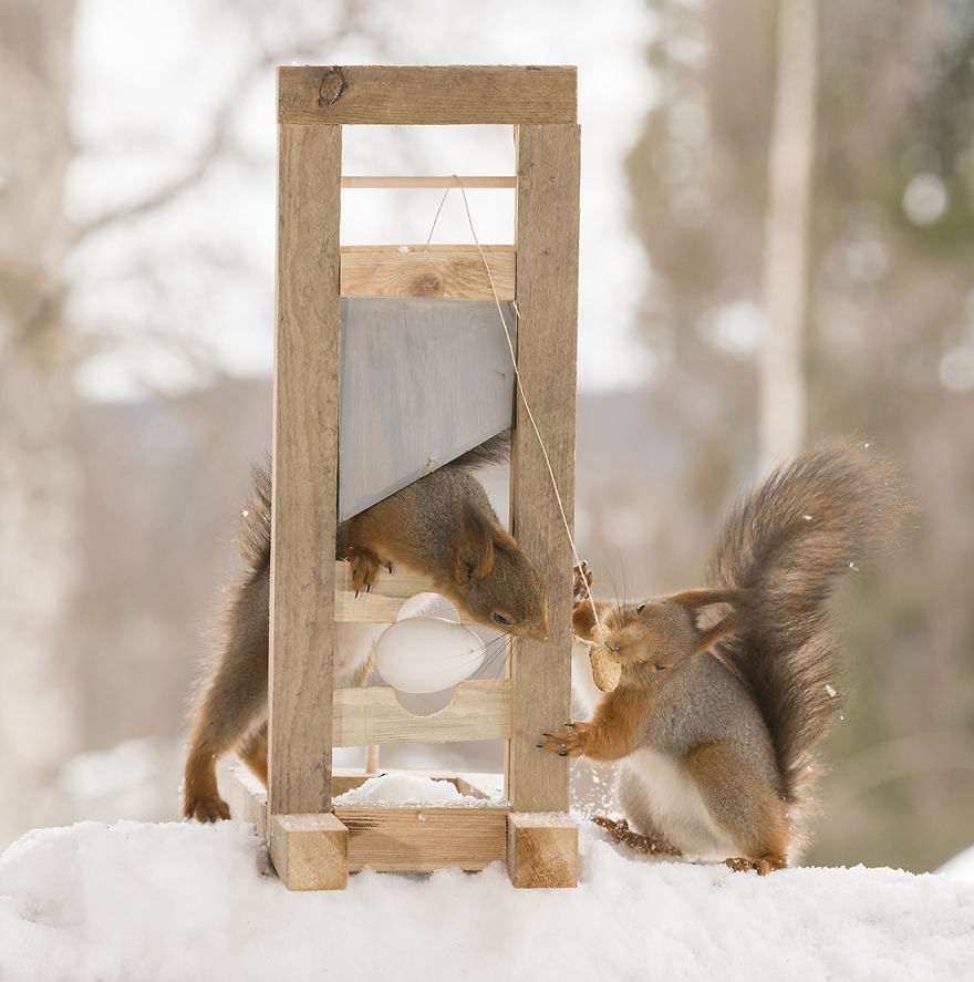 Wild Squirrels Celebrate Easter Wild Squirrels Celebrate Easter