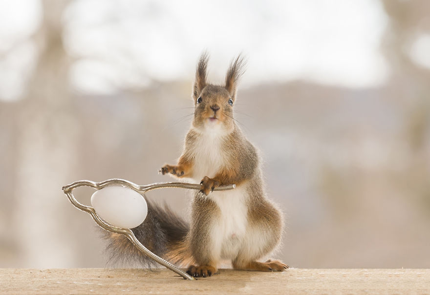 Wild Squirrels Celebrate Easter