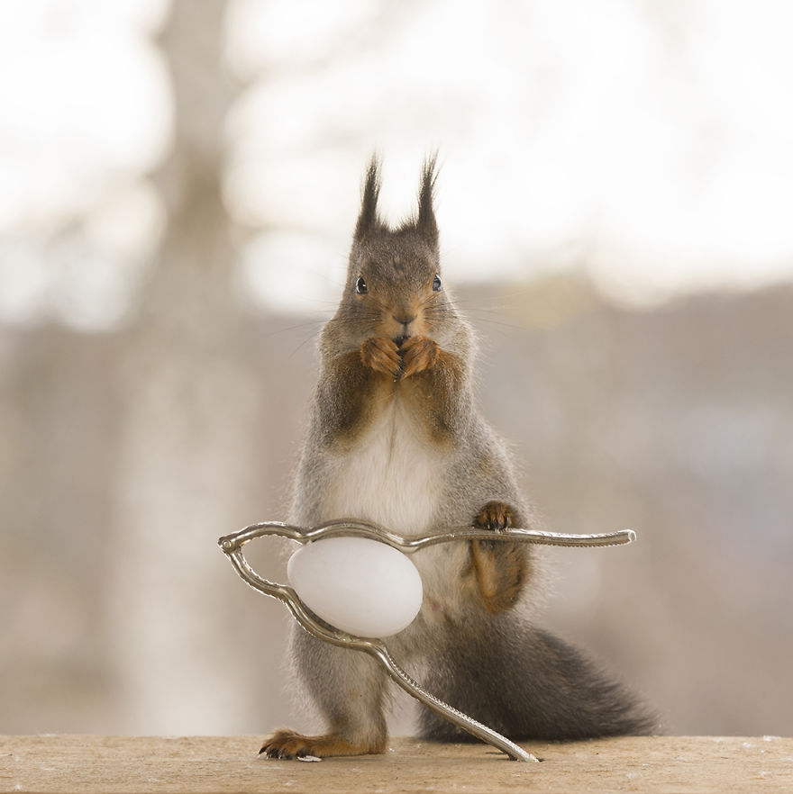 Wild Squirrels Celebrate Easter Wild Squirrels Celebrate Easter