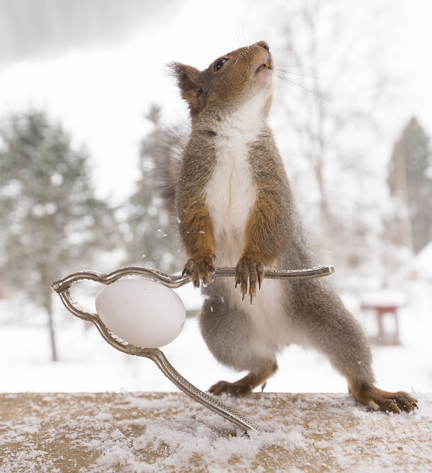 Wild Squirrels Celebrate Easter