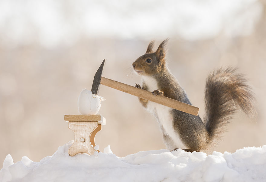 Wild Squirrels Celebrate Easter