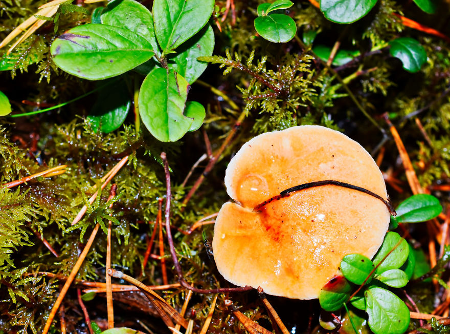 I Take Pictures Of Funky Fungi