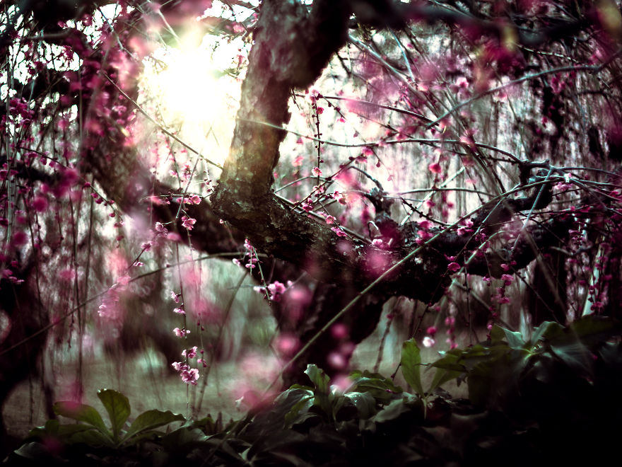 I Captured Plum Trees Blooming In Japan!