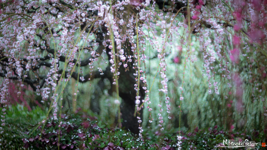 I Captured Plum Trees Blooming In Japan!