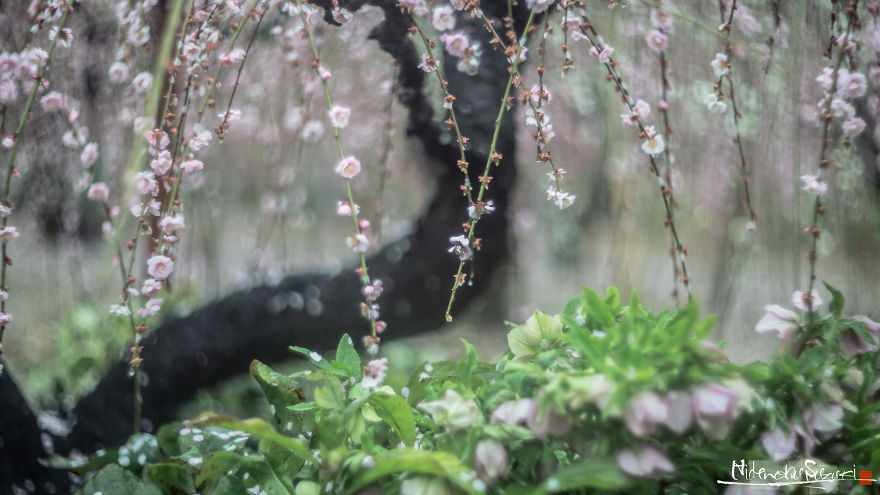 I Captured Plum Trees Blooming In Japan!