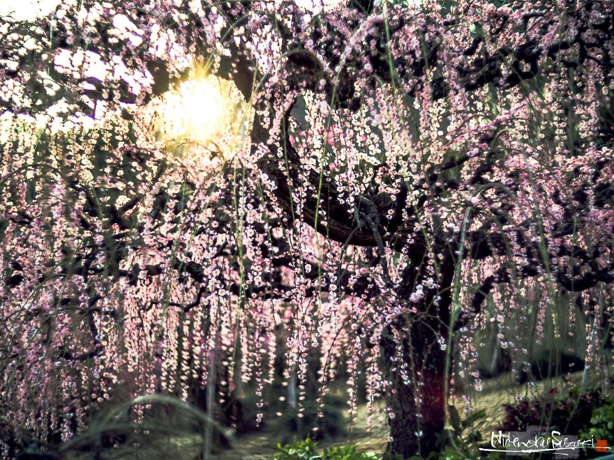 I Captured Plum Trees Blooming In Japan!