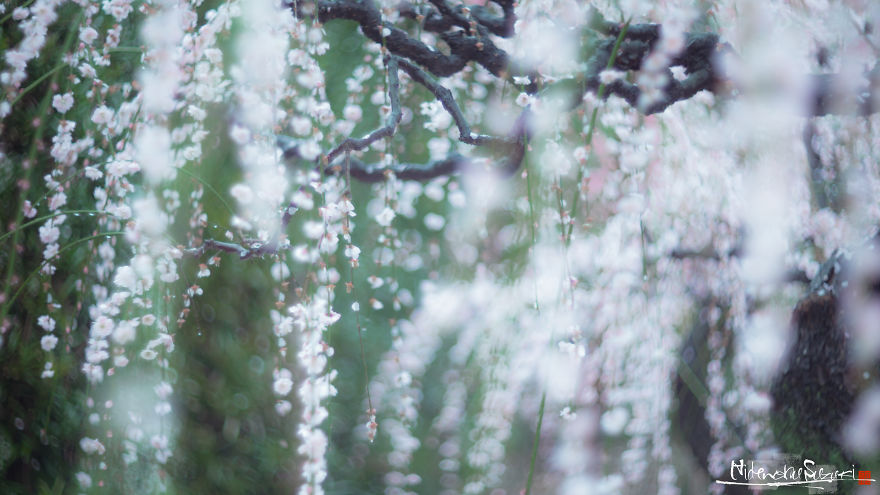 I Captured Plum Trees Blooming In Japan!