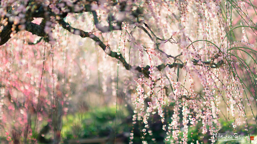 I Captured Plum Trees Blooming In Japan!