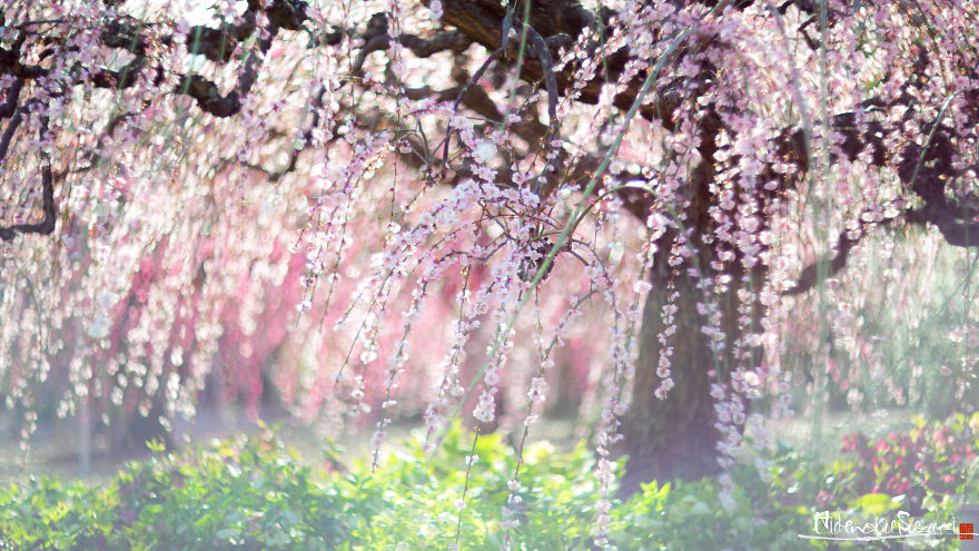 I Captured Plum Trees Blooming In Japan!
