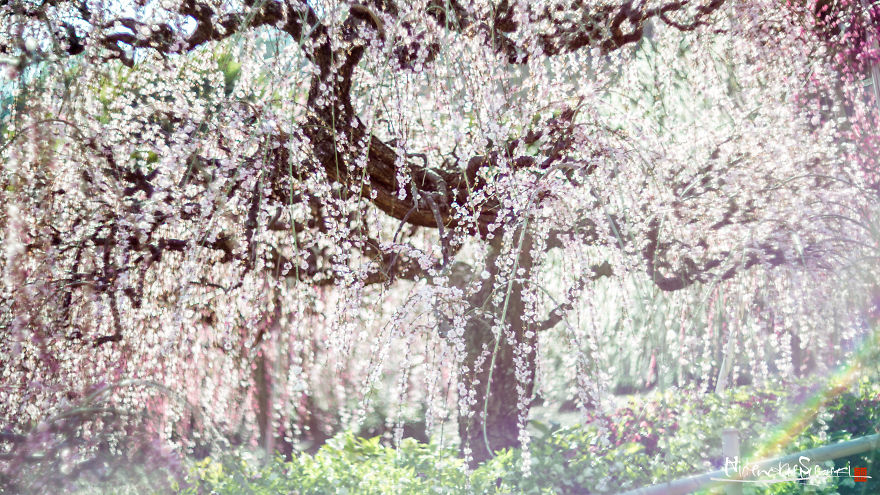 I Captured Plum Trees Blooming In Japan!