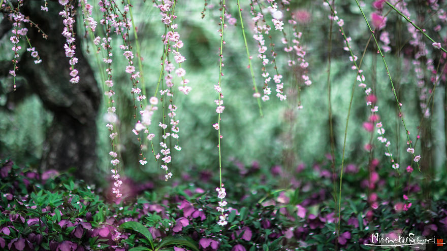 I Captured Plum Trees Blooming In Japan!