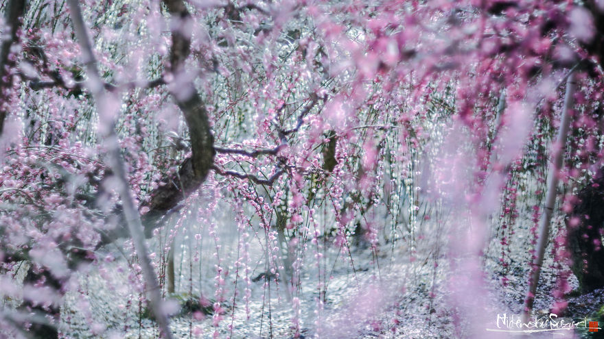 I Captured Plum Trees Blooming In Japan!