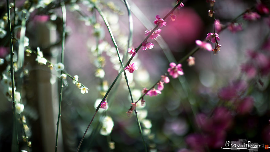 I Captured Plum Trees Blooming In Japan!