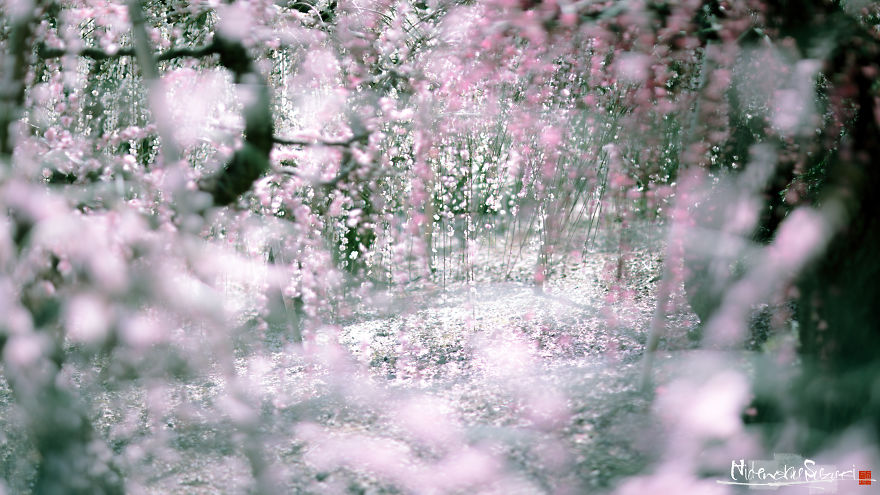 I Captured Plum Trees Blooming In Japan!