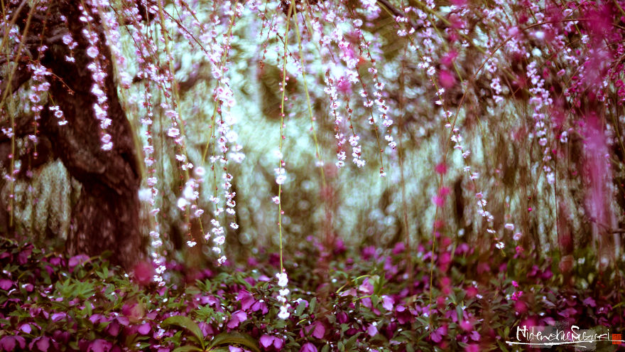 I Captured Plum Trees Blooming In Japan!