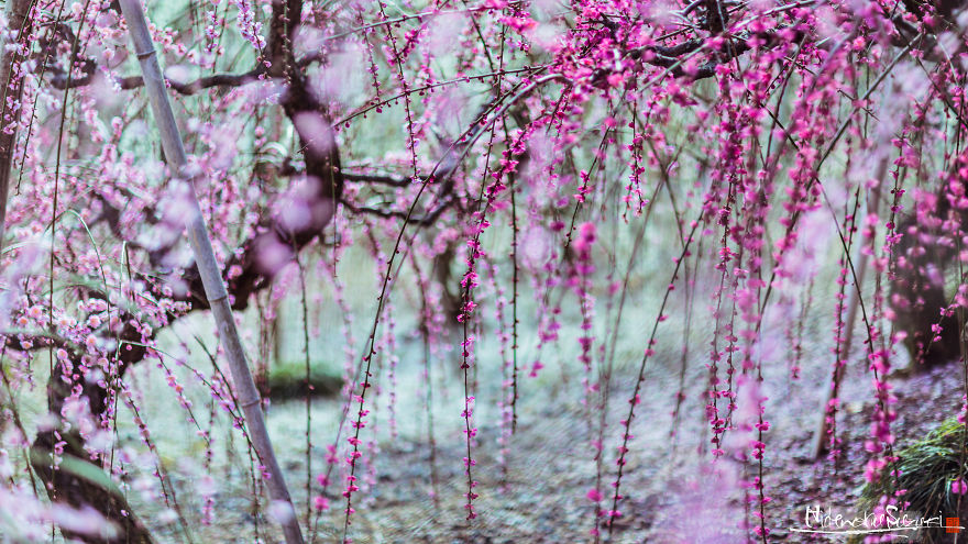 I Captured Plum Trees Blooming In Japan!