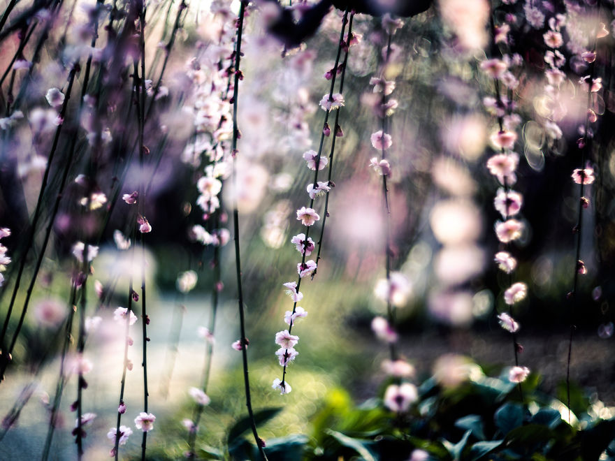 I Captured Plum Trees Blooming In Japan!