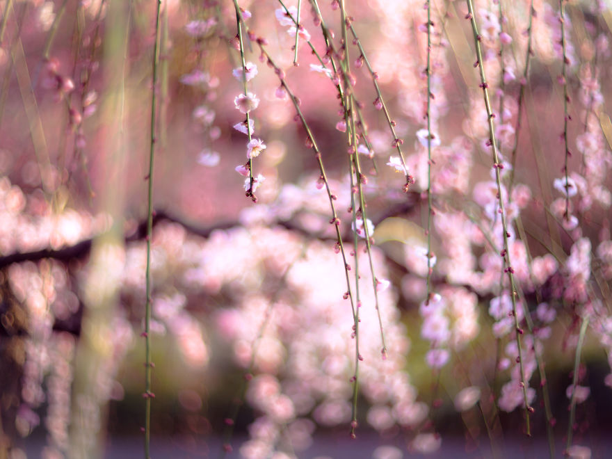 I Captured Plum Trees Blooming In Japan!