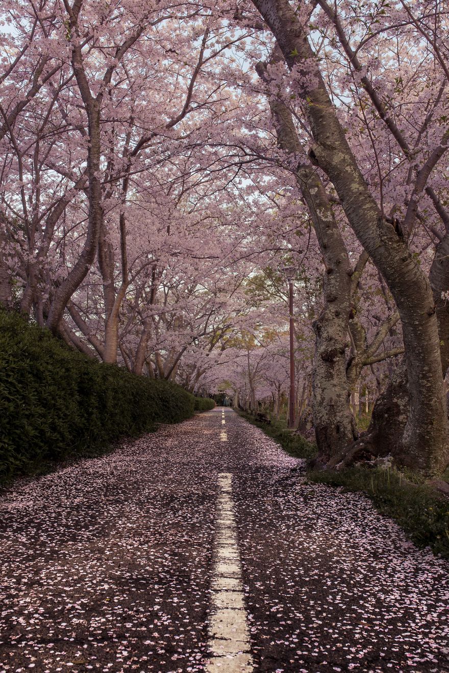 I Captured Sakura Bloom In Japan