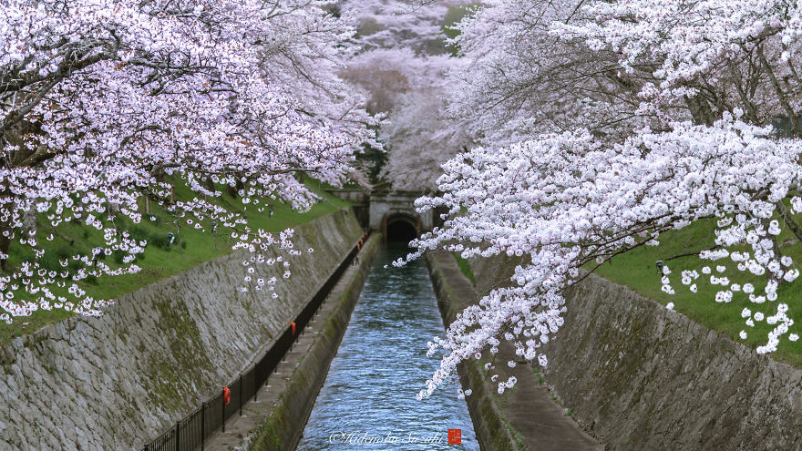 I Captured Sakura Bloom In Japan