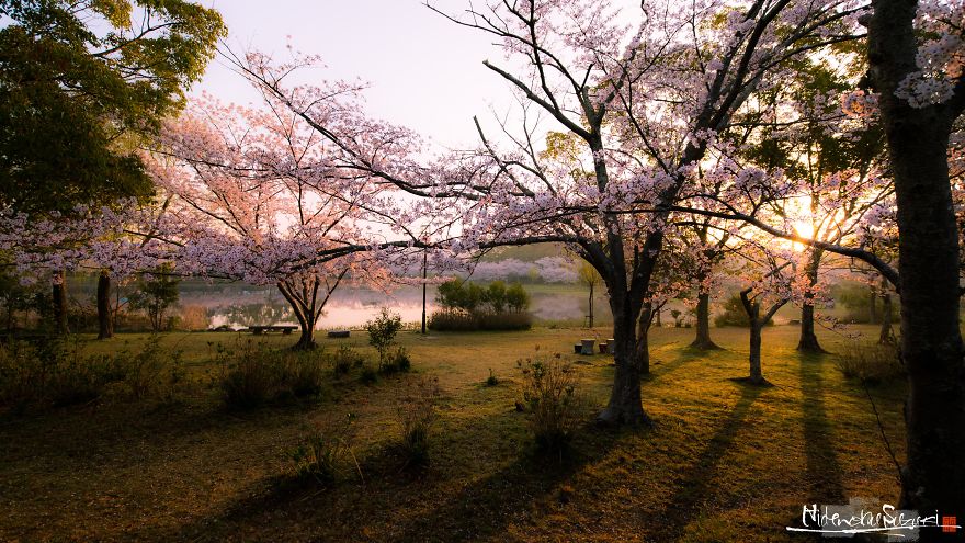 I Captured Sakura Bloom In Japan