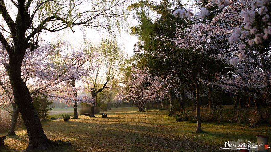 I Captured Sakura Bloom In Japan