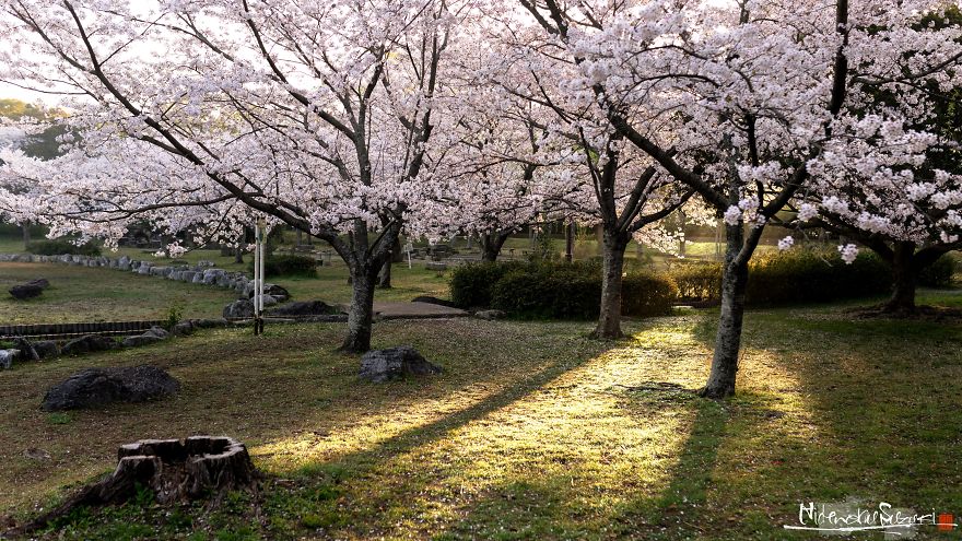I Captured Sakura Bloom In Japan