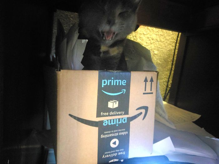 This Is Lagertha, Earl Of The Shred Box. This Is After I Made The Mistake Of Trying To Add Paper To The Box While She Was In Residence.