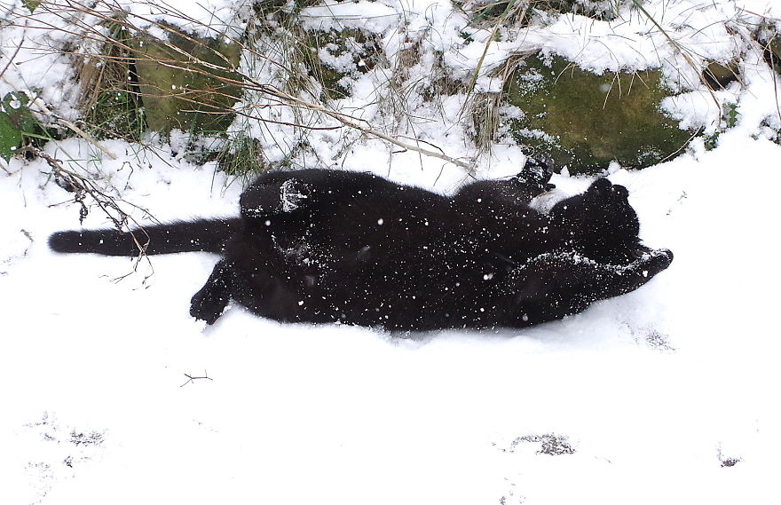 Our Neighbour's Black Cat Came To Our Garden To Play, And Went Crazy In The Snow