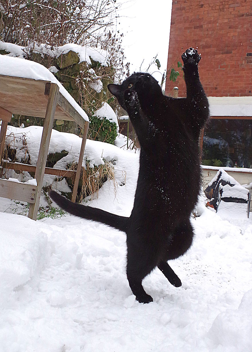 Our Neighbour's Black Cat Came To Our Garden To Play, And Went Crazy In The Snow