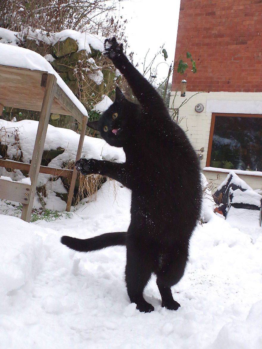 Our Neighbour's Black Cat Came To Our Garden To Play, And Went Crazy In The Snow