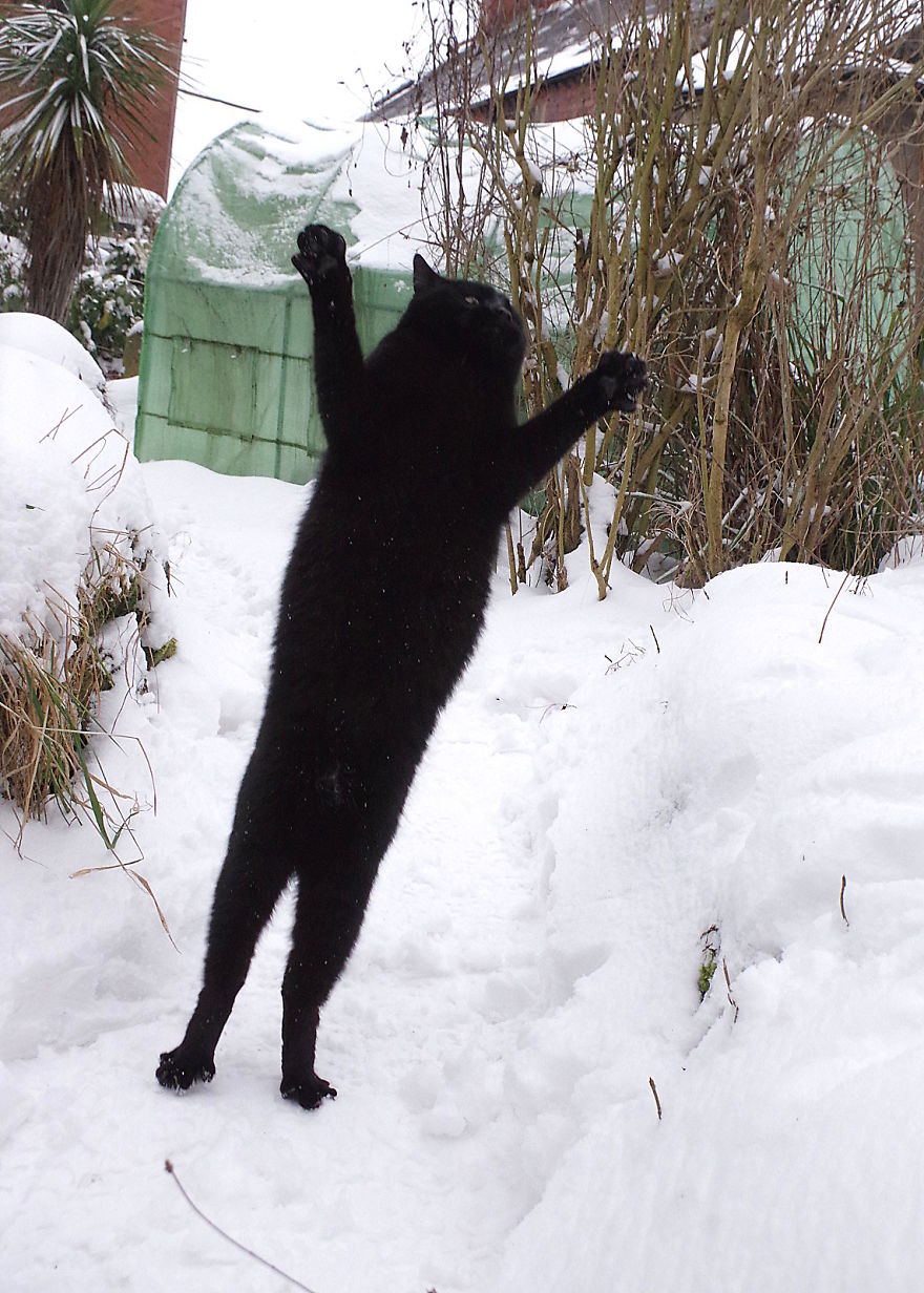 Our Neighbour's Black Cat Came To Our Garden To Play, And Went Crazy In The Snow