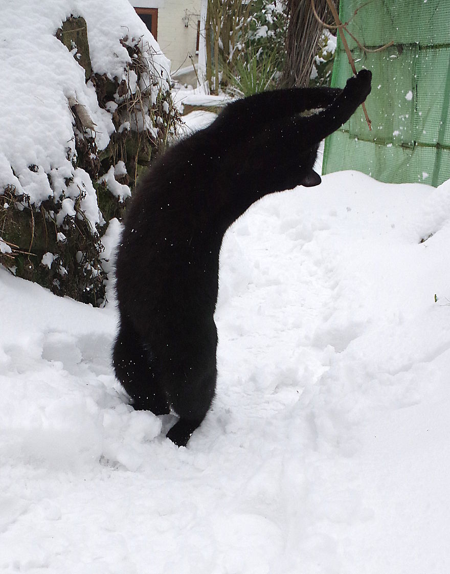 Our Neighbour's Black Cat Came To Our Garden To Play, And Went Crazy In The Snow