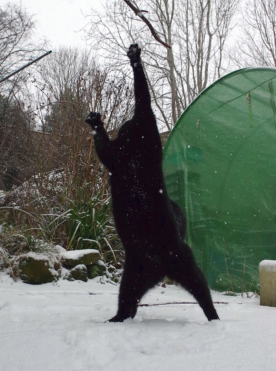 Our Neighbour's Black Cat Came To Our Garden To Play, And Went Crazy In The Snow
