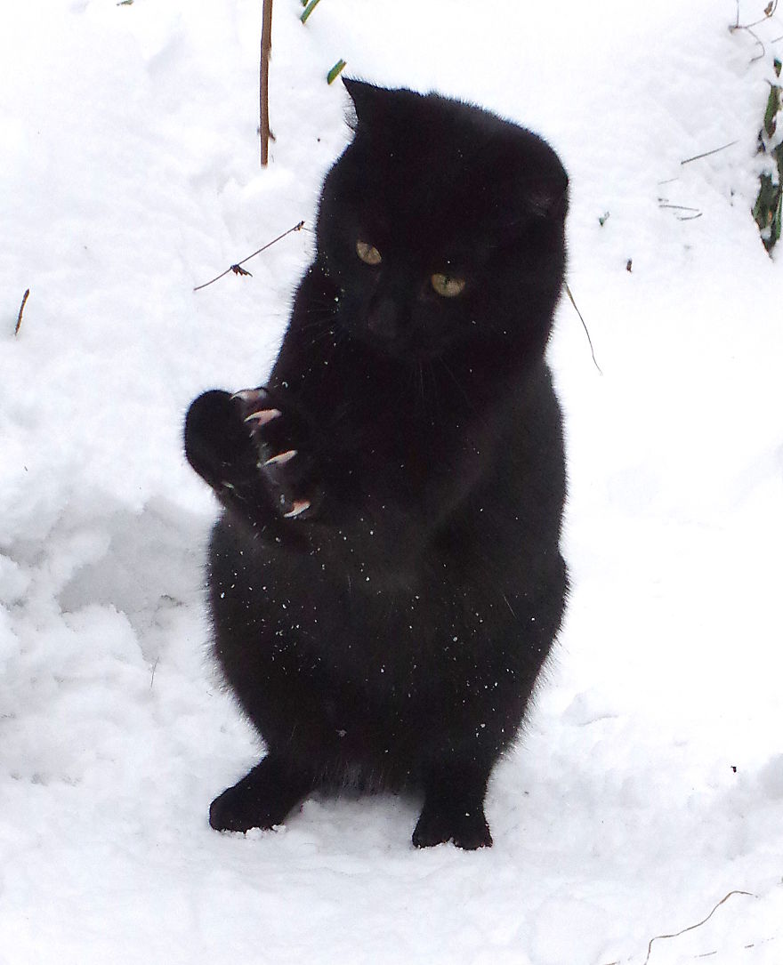 Our Neighbour's Black Cat Came To Our Garden To Play, And Went Crazy In The Snow