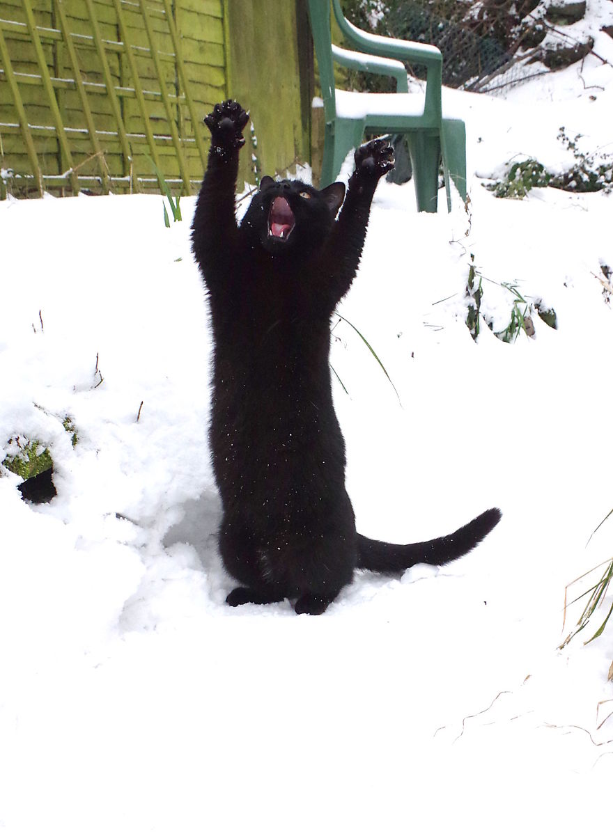 Our Neighbour's Black Cat Came To Our Garden To Play, And Went Crazy In The Snow