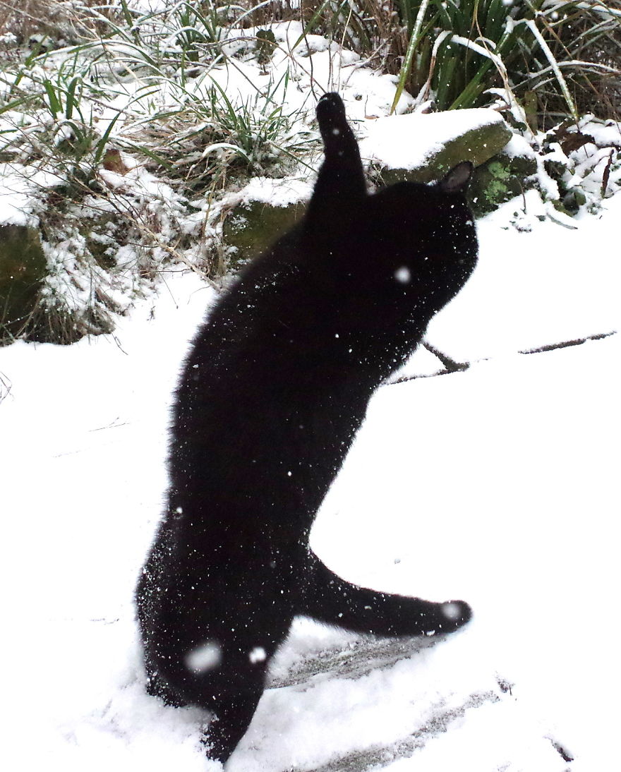Our Neighbour's Black Cat Came To Our Garden To Play, And Went Crazy In The Snow