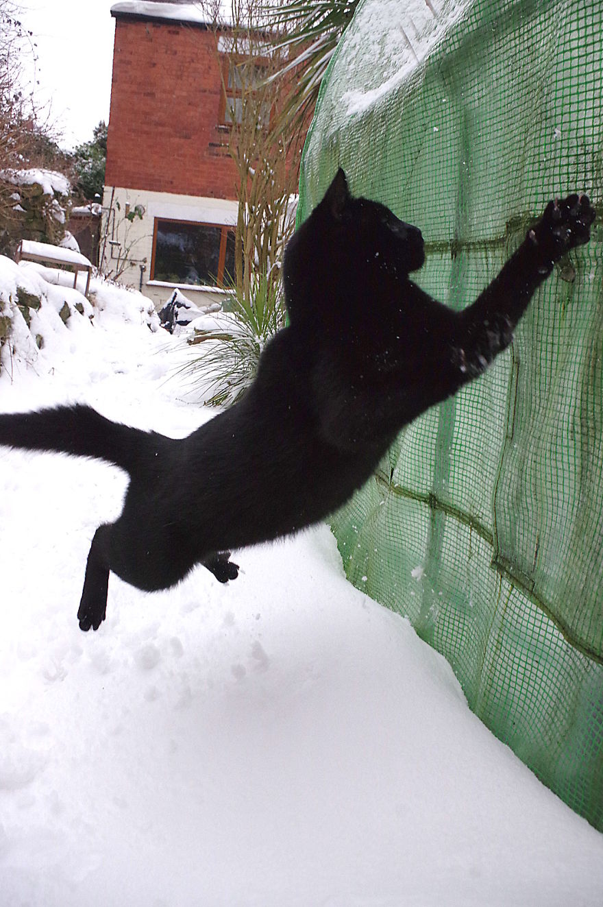 Our Neighbour's Black Cat Came To Our Garden To Play, And Went Crazy In The Snow