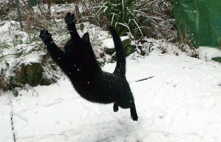 Our Neighbour's Black Cat Came To Our Garden To Play, And Went Crazy In The Snow