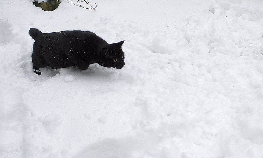 Our Neighbour's Black Cat Came To Our Garden To Play, And Went Crazy In The Snow