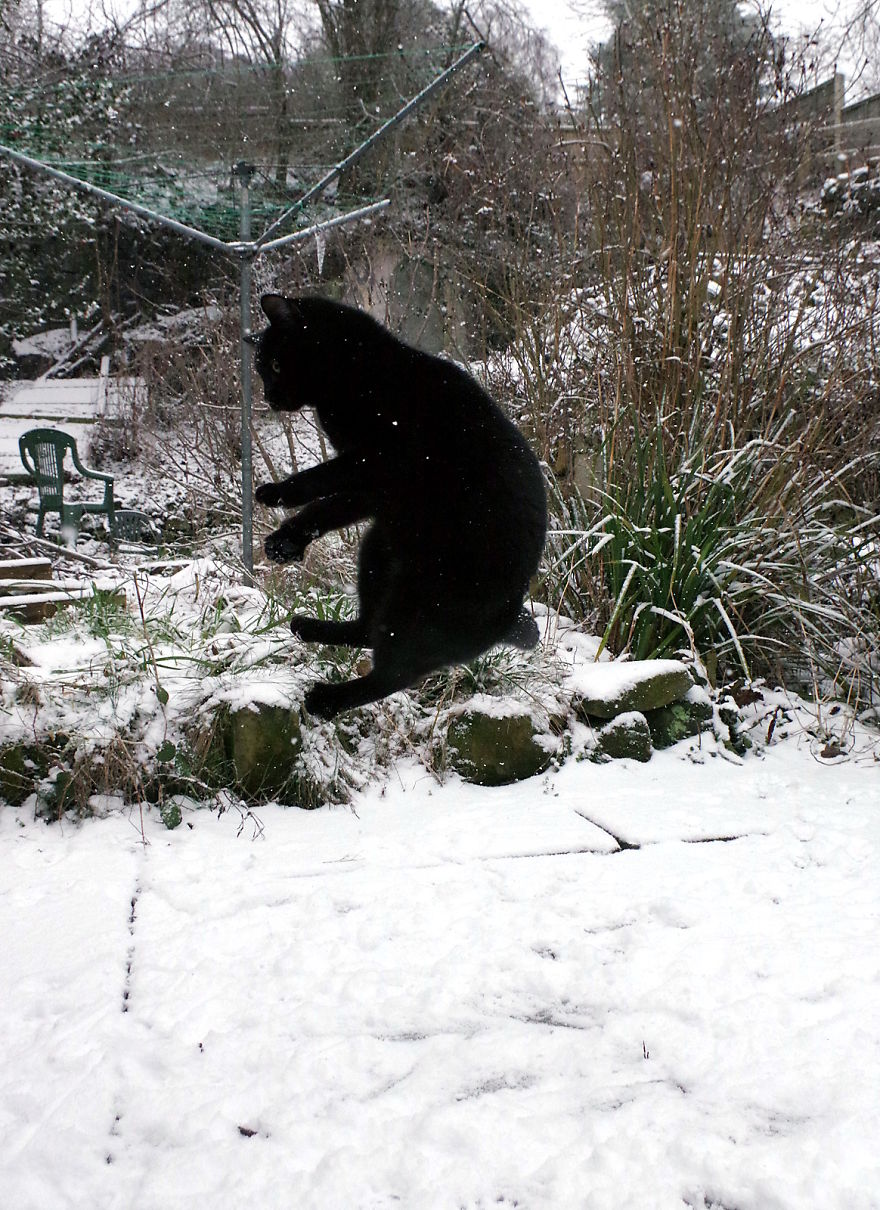 Our Neighbour's Black Cat Came To Our Garden To Play, And Went Crazy In The Snow