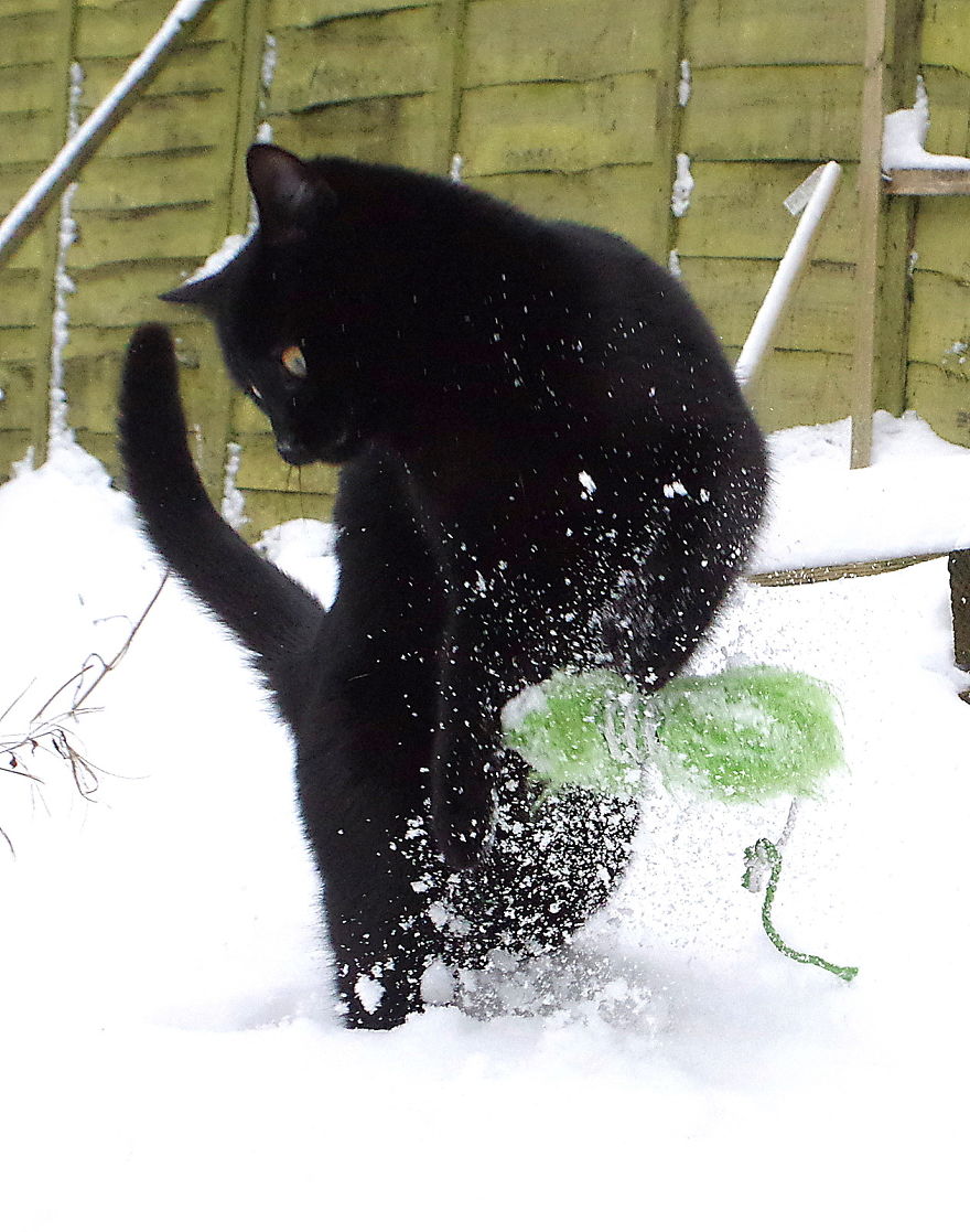 Our Neighbour's Black Cat Came To Our Garden To Play, And Went Crazy In The Snow