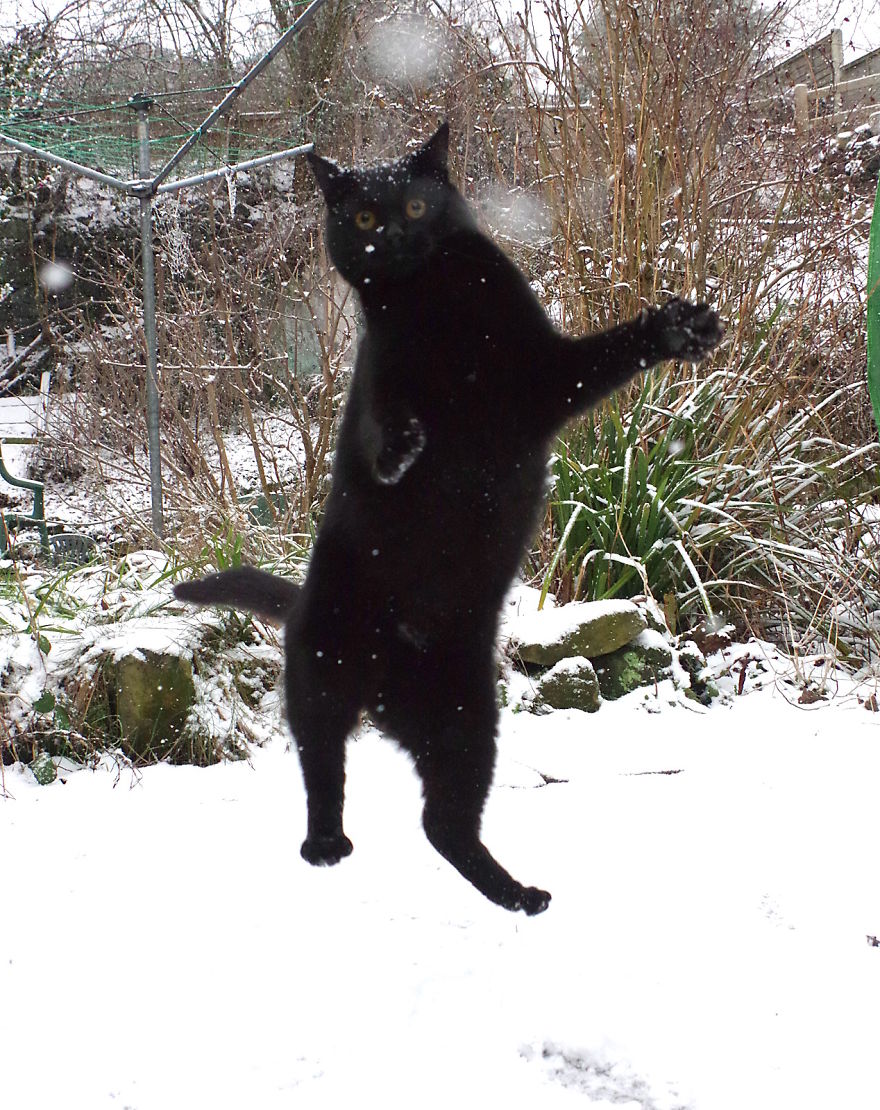 Our Neighbour's Black Cat Came To Our Garden To Play, And Went Crazy In The Snow