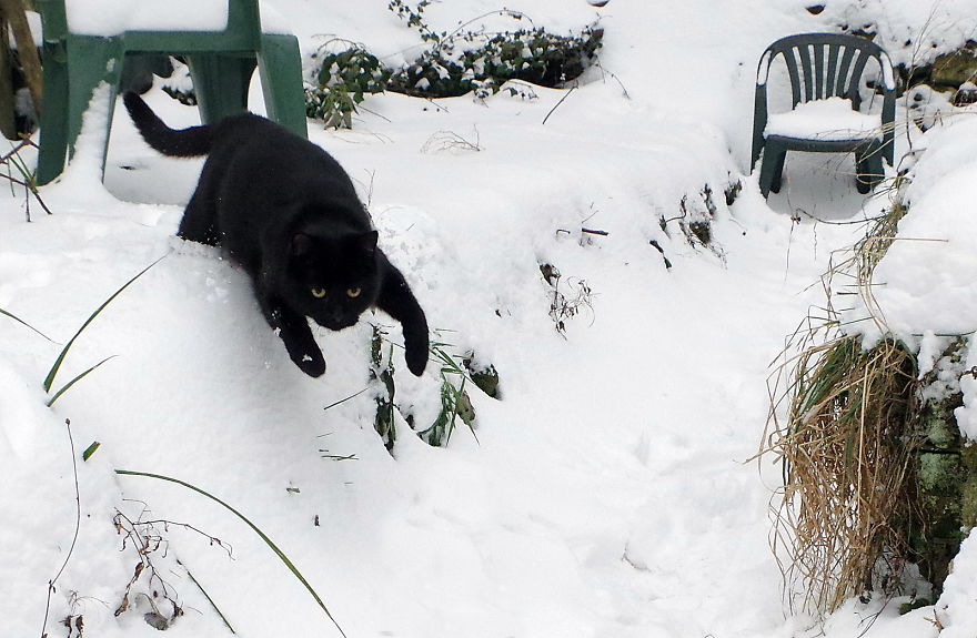 Our Neighbour's Black Cat Came To Our Garden To Play, And Went Crazy In The Snow