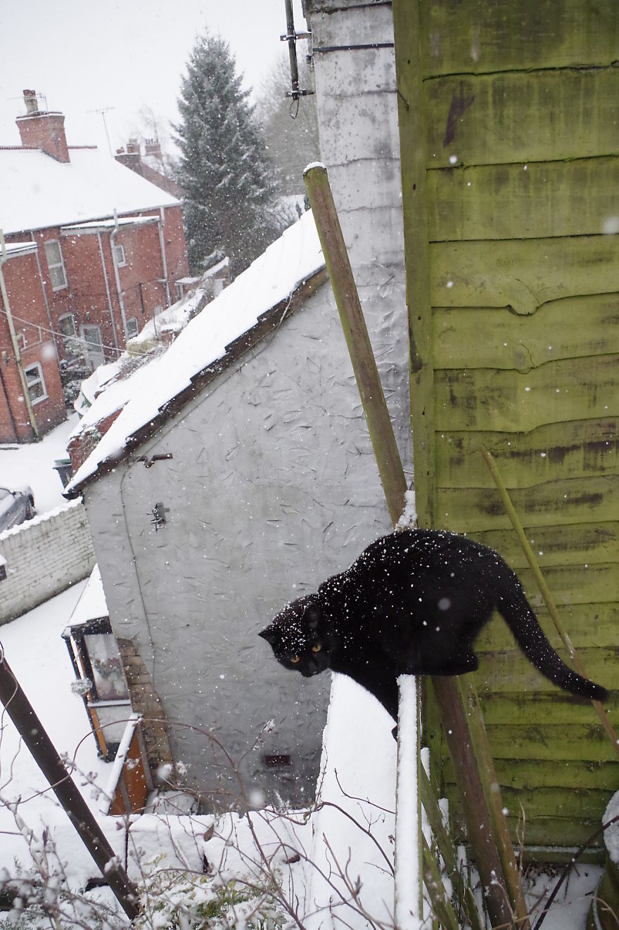 Our Neighbour's Black Cat Came To Our Garden To Play, And Went Crazy In The Snow