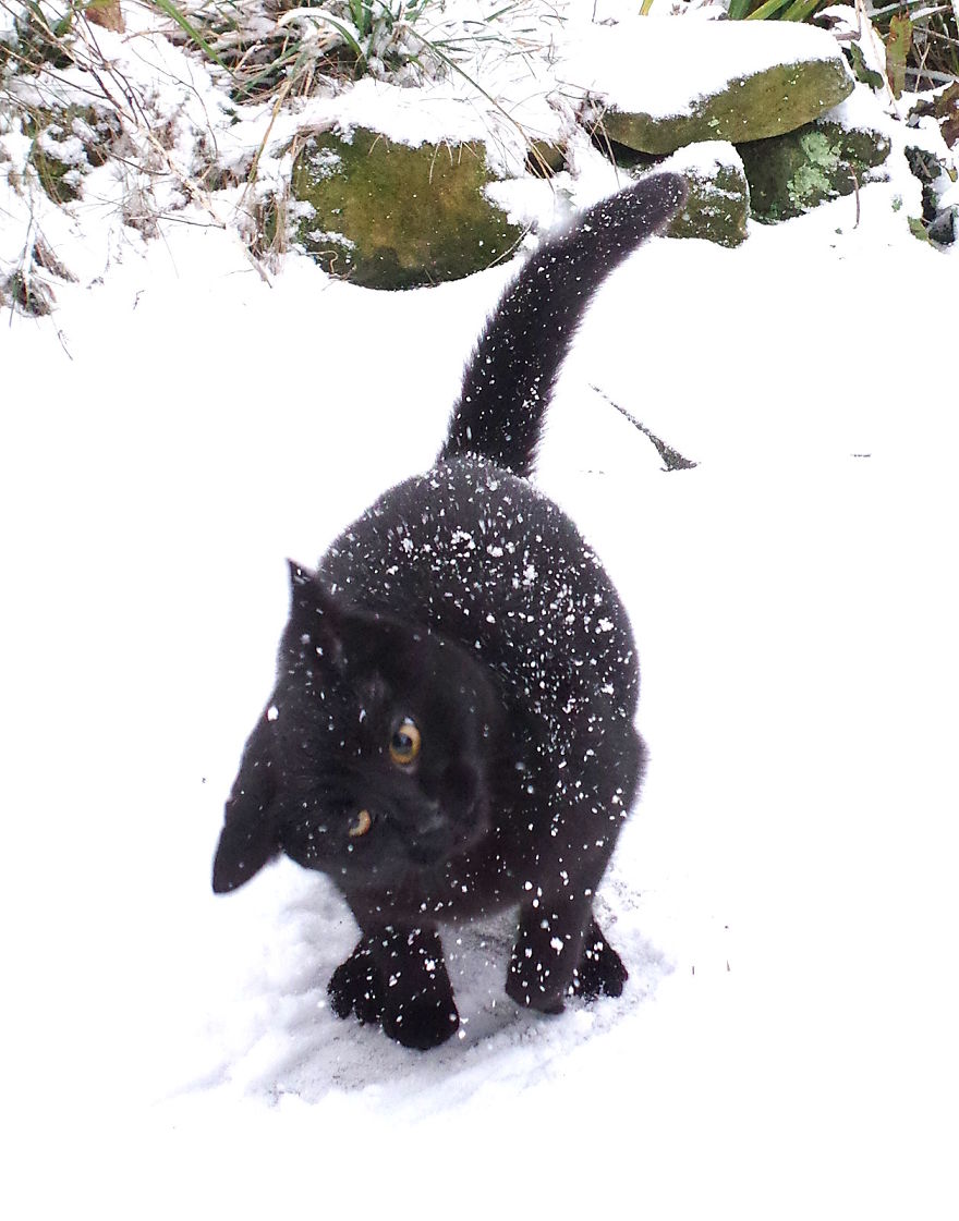 Our Neighbour's Black Cat Came To Our Garden To Play, And Went Crazy In The Snow